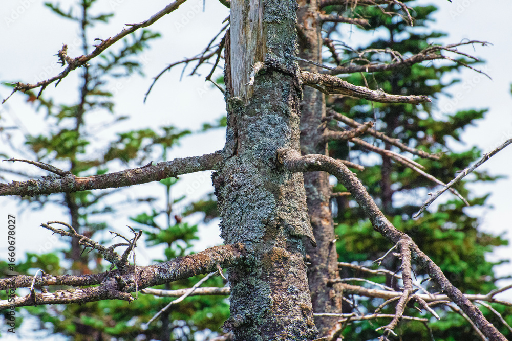 Fototapeta premium Rotting Tree branches