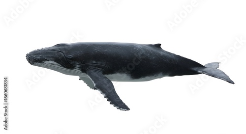 Humpback whale with realistic skin texture and body shape, isolated on white background.