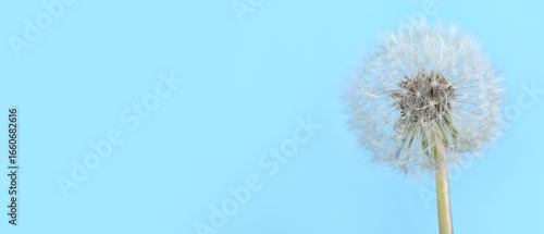 Wallpaper Mural Dandelion flower on blue background Torontodigital.ca
