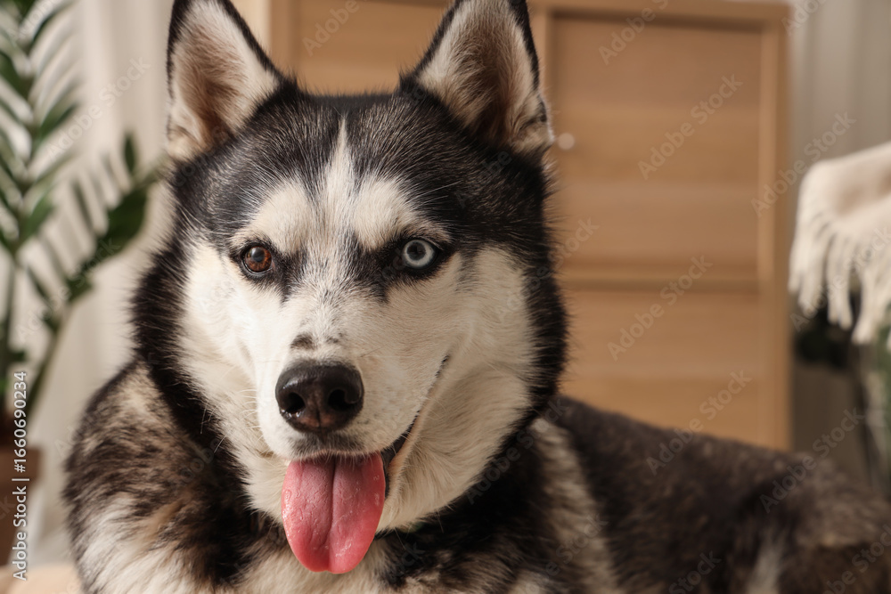 Fototapeta premium Cute Husky dog in living room, closeup