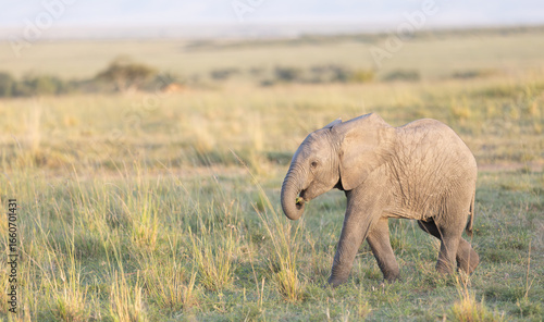 Elephant Calf Trying Plants