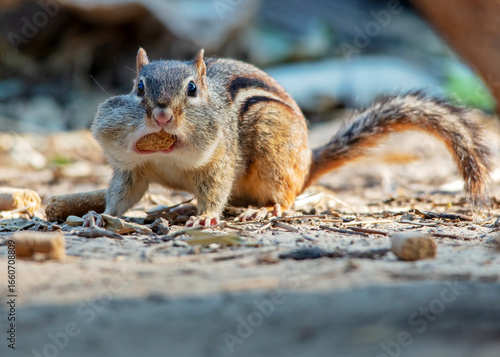 Chipmunk with cheeks stuffed full of food portrait 
