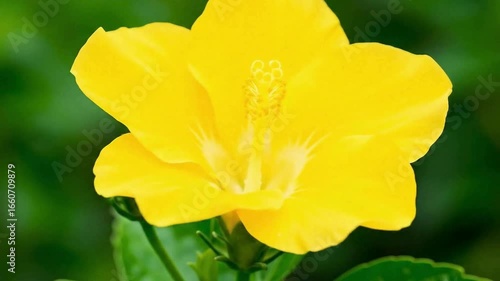 Time-lapse of yellow hibiscus flowers blooming on branch