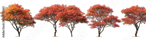 Autumnal trees in a row