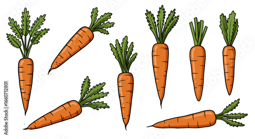 A vibrant vector illustration showcases fresh, organic carrots with lush green tops, perfect for adding a healthy and natural touch to any design project.