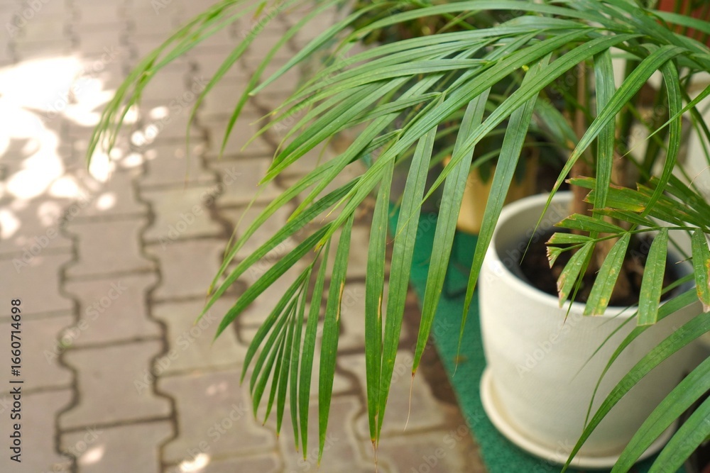 Obraz premium Close-up of vibrant green palm leaves extending from a white pot placed on a paved path, showcasing tropical foliage in an outdoor setting. Ideal for gardening or botanical themes.