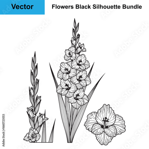 Elegant Gladiolus Flower Stalk Line Art Vector Collection