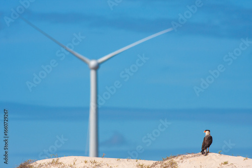 CARCARÁ COM TORRE DE ENERGIA EÓLICA AO FUNDO