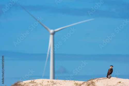CARCARÁ COM TORRE DE ENERGIA EÓLICA AO FUNDO
