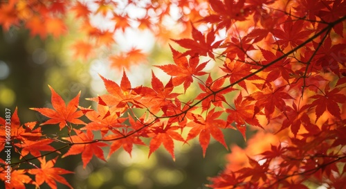 陽光にてらされる紅葉したもみじ