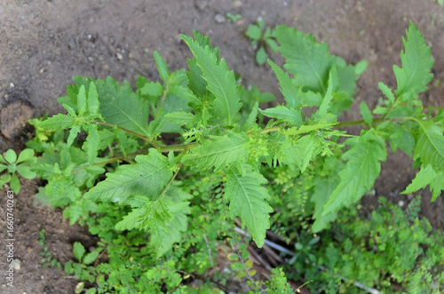 The leaves of the Santa Maria herb (Dysphania ambrosioides) in the backyard
