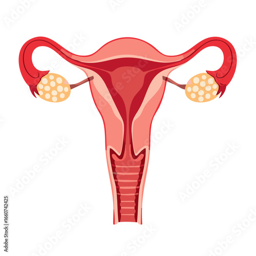 Uterus Anatomy Illustration Showing Ovaries, Fallopian Tubes and Cervix, Female Reproductive System Diagram