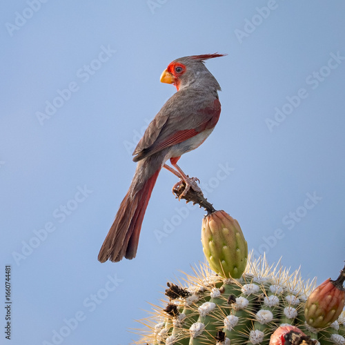 Pyrrhuloxia - Male