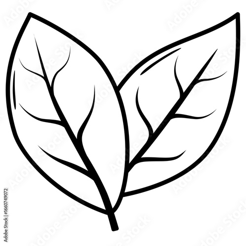 vector illustration of bay leaf 