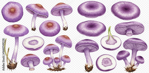 A detailed botanical illustration set of purple mushrooms, showcasing caps, gills, stems, and cross-sections on a transparent background.