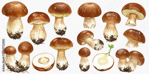 A set of watercolor illustrations depicting various edible porcini mushrooms, whole and sliced, with earthy details.