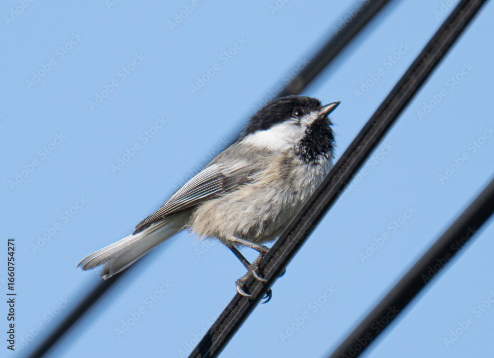 Fototapeta premium Adorable black capped chickadee
