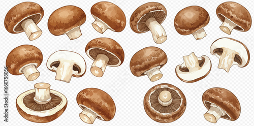 A collection of illustrated brown cremini mushrooms shown whole, sliced, and from various angles on a transparent background.
