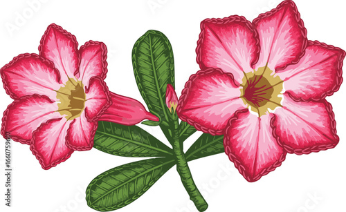 A detailed botanical illustration of two pink and white Desert Rose flowers with a bud and green leaves.