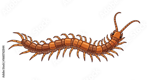Detailed cartoon depiction of a centipede crawling, exhibiting its many legs and segmented body against a blank background