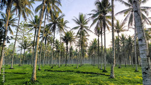 Coconut tree plantation with tall palms and green grass under clear sky. Tropical landscape symbolizing agriculture, nature, and summer travel destinations.