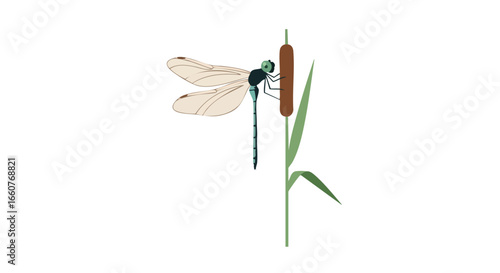 Delicate Dragonfly Resting on a Bulrush Stem, a Study in Minimalist Natural Illustration, Fresh and serene aquatic insect depiction