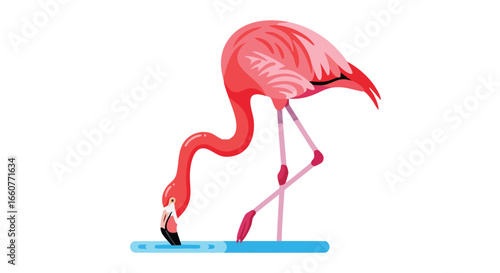 Stylized flamingo drinking water in simple design with tropical bird illustration for graphic design and decoration against a clean white background