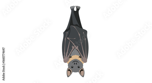 Stylized Cartoon Illustration of a Hanging Bat Displaying its Unique Anatomy and Sleeping Posture in a Minimalist Design