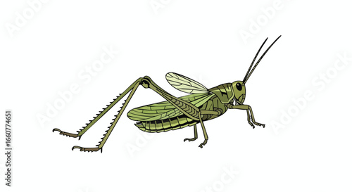 Illustrated depiction of a green grasshopper on a solid white backdrop, showcasing its elongated body and prominent antennae in a detailed and clear