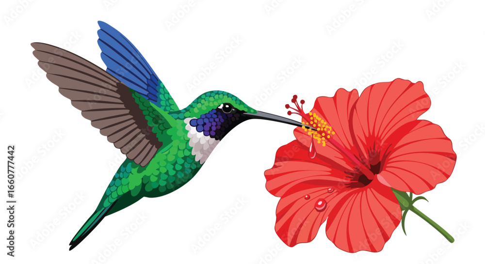 Obraz premium Hummingbird Enjoys Hibiscus Nectar in Delicate Illustration, Vibrant Color, Detailed Features, Artistic Design, Tropical Beauty