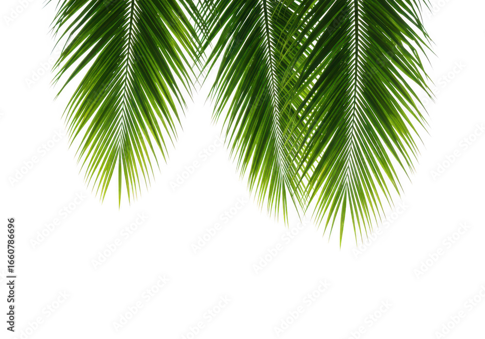 Fototapeta premium Green palm leaves isolated on transparent background