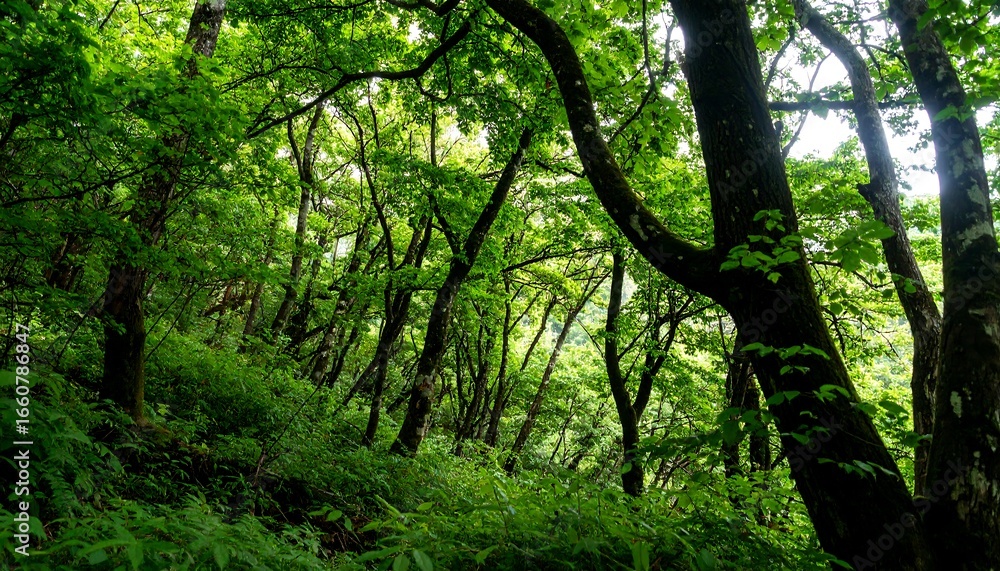Naklejka premium Lush green forest canopy