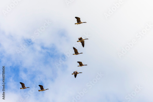 Flock of Canada geese in flight