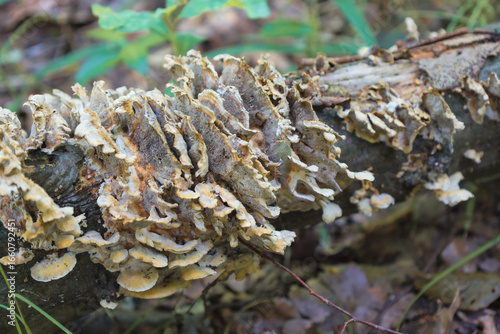 Photography ​A group of layered, tile-like fungi covers a fallen log, showing amazing natural patterns and textures