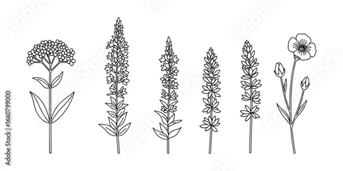 Elegant botanical line art depicting diverse wildflowers for creative design needs.