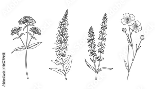 Elegant Botanical Illustration Set: Detailed Line Art of Various Flower Species