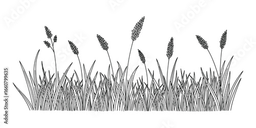 Detailed hand drawn illustration of grass and plantain spikes, botanical vector element.