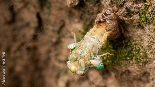 molting cicada