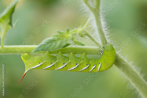 A Tobacco hornworm eating a tomato plant.