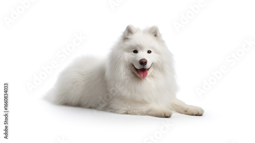 Wallpaper Mural Joyful White Samoyed with Thick Fur and Smiling Expression in Pure White Background Torontodigital.ca