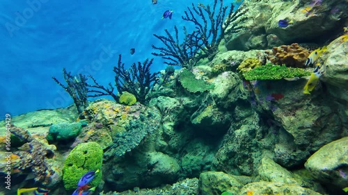 Wallpaper Mural Many kinds of beautiful sea fish and corals are displayed in glass tanks in the aquarium. Copy space back ground Torontodigital.ca