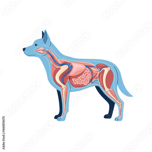 Canine anatomy explained a comprehensive guide to internal structures and physiology
