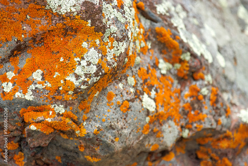 orange lichen on a rock