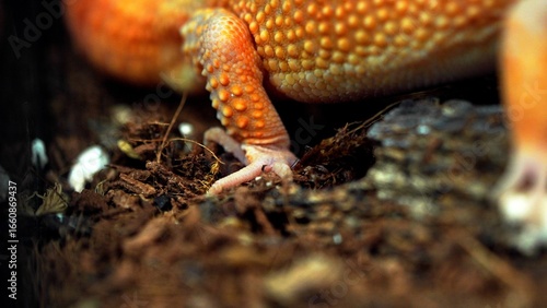 Tableau sur toile Macro close-up of a vibrant orange leopard gecko's foot with intricate scales and claws on a soil substrate