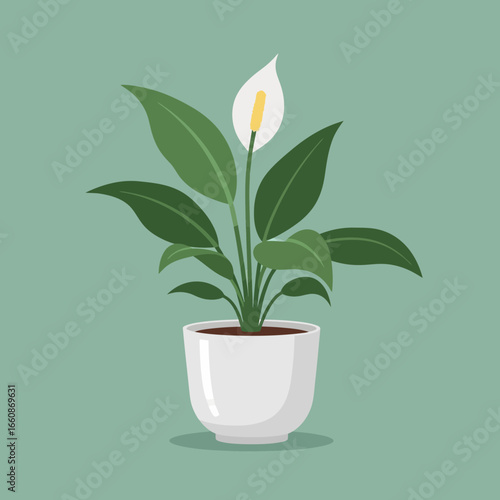 Peace lily plant in white pot with green background illustration.
