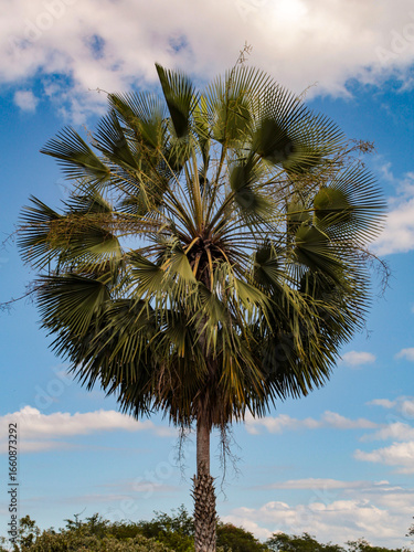 Copernicia prunifera, a palm tree, from the Arecaceae family, called carnaúba, carnaubeira or carnaíba, is endemic to the semiarid region of Northeastern Brazil.