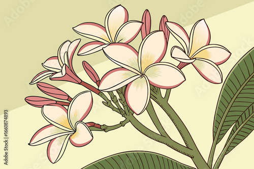 vector illustration of frangipani plumeria flowers with green leaves 