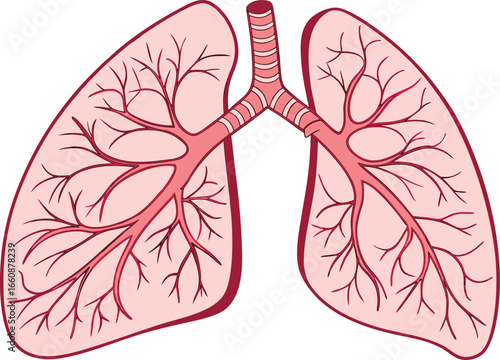 Vector illustration of human lungs with bronchial tree structure