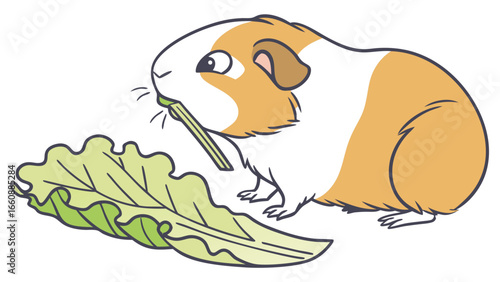 Cute cartoon guinea pig eating fresh green lettuce. Adorable pet rodent enjoying a healthy snack, isolated vector illustration.