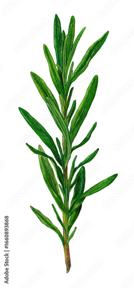 Obraz premium Illustration of a sprig of rosemary. Bright green leaves, slightly textured, sprout from a central stem. The stem tapers towards the base. Dark background